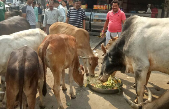 विश्व पर्यावरण दिवस पर बेसहारा गायों को कराया गया भोजन