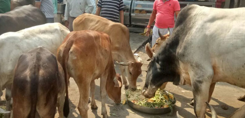 विश्व पर्यावरण दिवस पर बेसहारा गायों को कराया गया भोजन