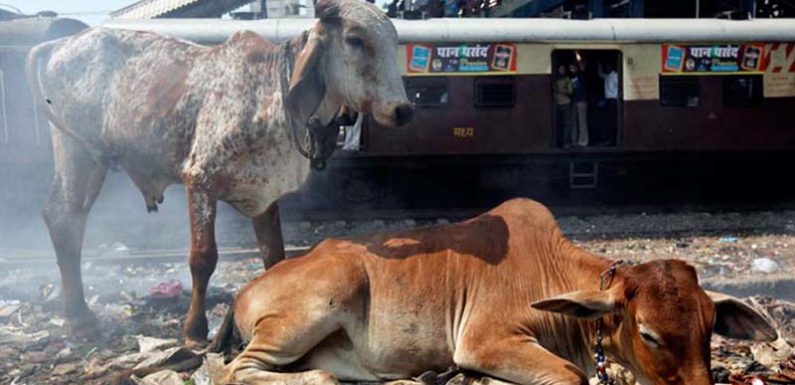 गौकशी के मामले में एसएसपी हरिद्वार कोर्ट में पेश