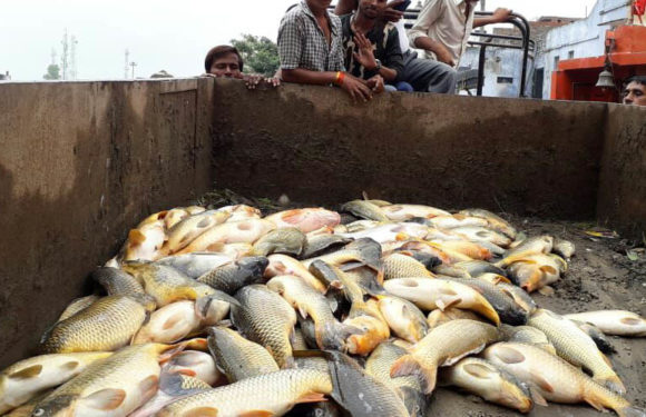दधीचि कुण्ड की हजारों मछलियों की मौत,अधिशाषी अधिकारी की घोर लापरवाही उजागर