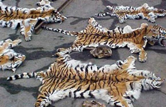 हाईकोर्ट ने दी बाघ की पांच खालों की जाँच सीबीआई को देने की चेतावनी