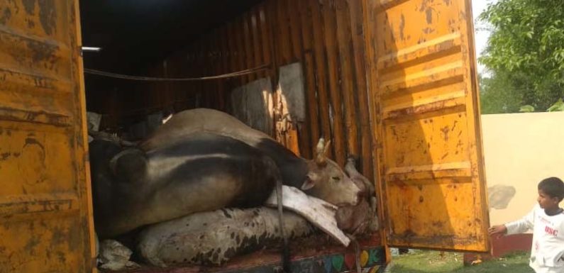 गौ तस्करी : कंटेनर में 28 गोवंश पशुओं की दम घुटने से मौत