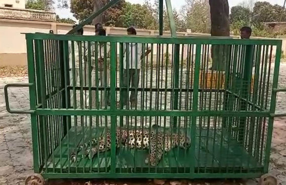 ग्रामीणों की पिटाई से मादा तेंदुए की मौत दो नामजद, कई अज्ञात पर मामला दर्ज