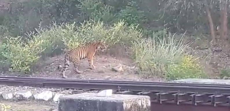 टाइगर ने बढ़ाई राहगीरों में दहशत, कतर्नियाघाट में रेलवे ट्रैक पर दिखा शेर