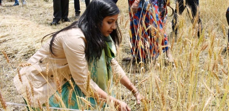 जिलाधिकारी ने क्रॅाप कटिंग का निरीक्षण किया