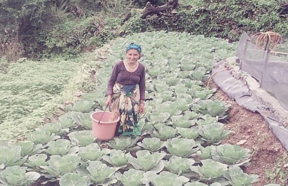 लाॅकडाऊन में महिला ने सब्जी उत्पादन को बनाया आजीविका का साधन