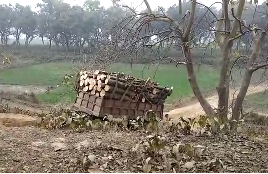सिद्धार्थनगर : जिले में सेमर और भिलोर के पेड़ों की कटान जोरो पर