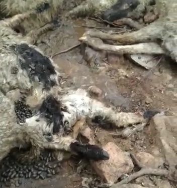 झाँसी में भेड़ के रक्तरंजित शव मिलने से ग्रामीणों में दहशत