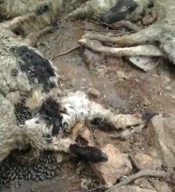 झाँसी में भेड़ के रक्तरंजित शव मिलने से ग्रामीणों में दहशत