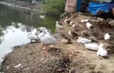 उन्नाव में भी बर्ड फ्लू ने दी दस्तक, जिला प्रशासन में हड़कंप