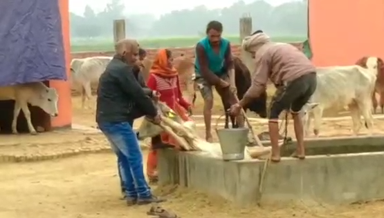 सिद्धार्थनगर : यहां की गौ शालाओं का हाल बद से बदतर