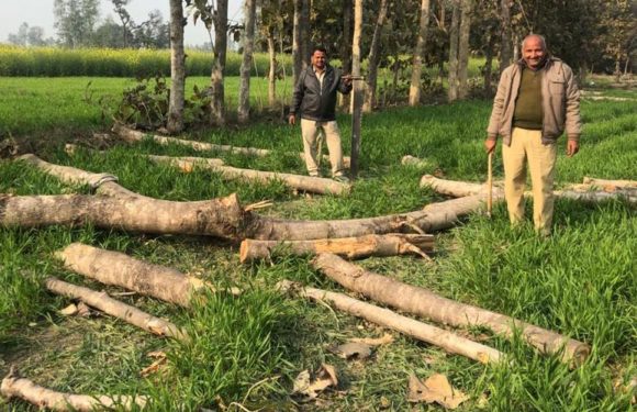 मरूई गांव में बिना परमिट काटे गए सैकड़ों पेड़, वन क्षेत्राधिकारी ने शुरू की जांच