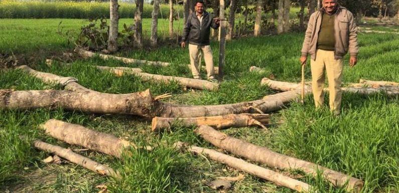 मरूई गांव में बिना परमिट काटे गए सैकड़ों पेड़, वन क्षेत्राधिकारी ने शुरू की जांच