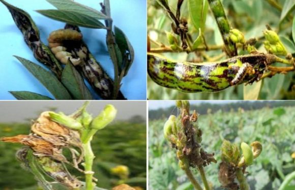 समय रहते दलहनी फसलों को फली बेधक कीट से बचाये: डॉ अवनीश