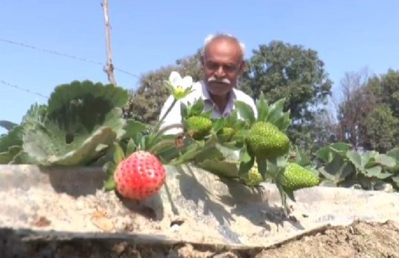 कानपुर के किसान ने अपने खेतों में उगाई कैमारोजा प्रजाति की स्ट्रॉबेरी