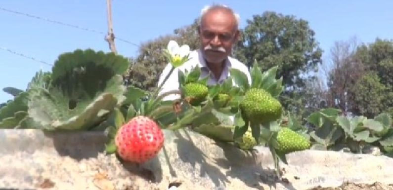 कानपुर के किसान ने अपने खेतों में उगाई कैमारोजा प्रजाति की स्ट्रॉबेरी