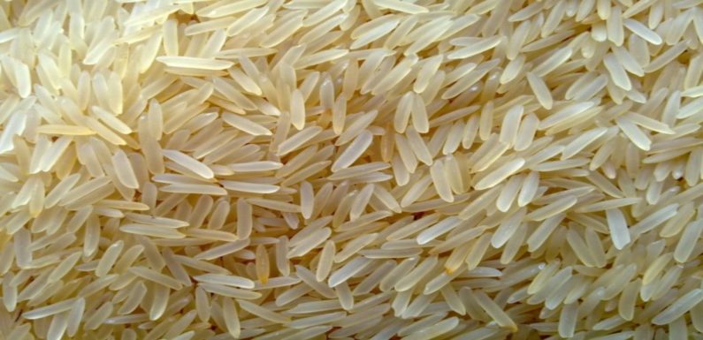 फिर अपनी खोई जगह हासिल करेगा सिद्धार्थनगर का ‘काला नमक चावल’, शुरु हुई बड़ी पहल