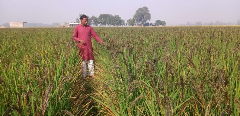 कालानमक चावल एवं बीज उत्पादक के रूप में जाना जाएगा श्री गोरखनाथ कृषक मलउर उत्पादक संगठन: डॉ. विवेक
