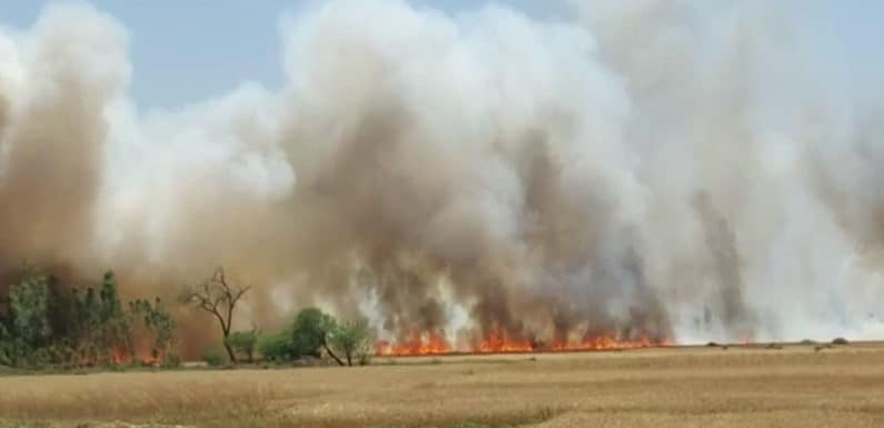 जलती रही गेहूं की फसल, घंटों तक नहीं पहुंचा फायर ब्रिगेड