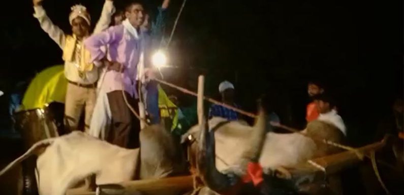 बैलगाड़ी से अनोखी बारात लोगो ने याद की पुरानी परंपरा
