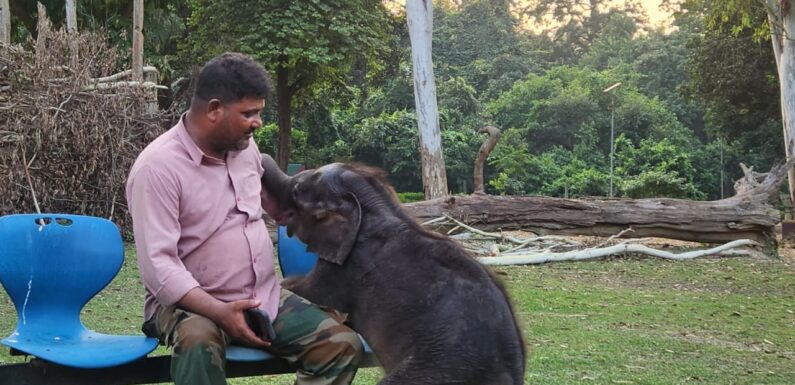 दुधवा के पर्यटकों का इस बार आकर्षण बनेगी नजीबाबाद जंगल से लाई गई नन्हीं गौरी
