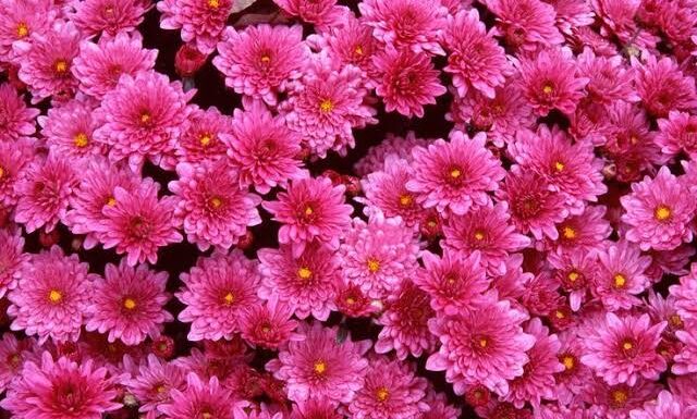 NBRI Flower मार्केट से महकती यादों के साथ इस बार ख़ास बनाइये दीवाली के त्यौहार को