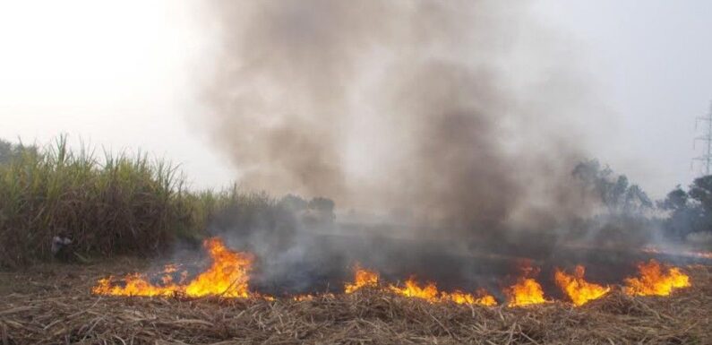 सख्ती : पराली जलाने पर किसानों का सट्टा होगा निलंबित : डीसीओ